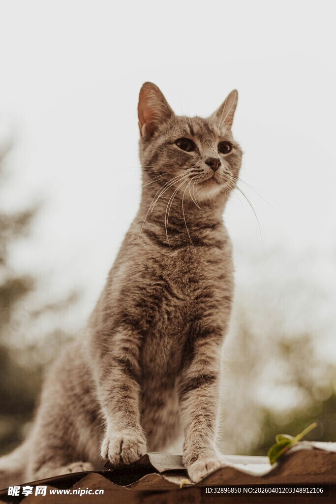 屋顶上的可爱虎斑猫