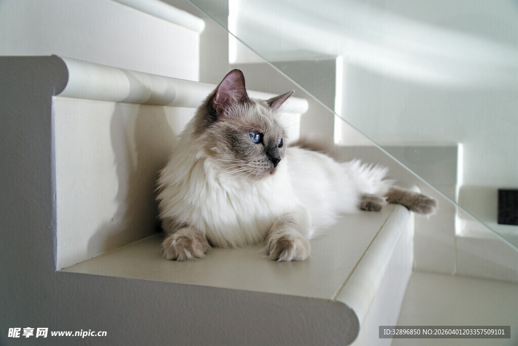 慵懒猫咪惬意躺于白色家具