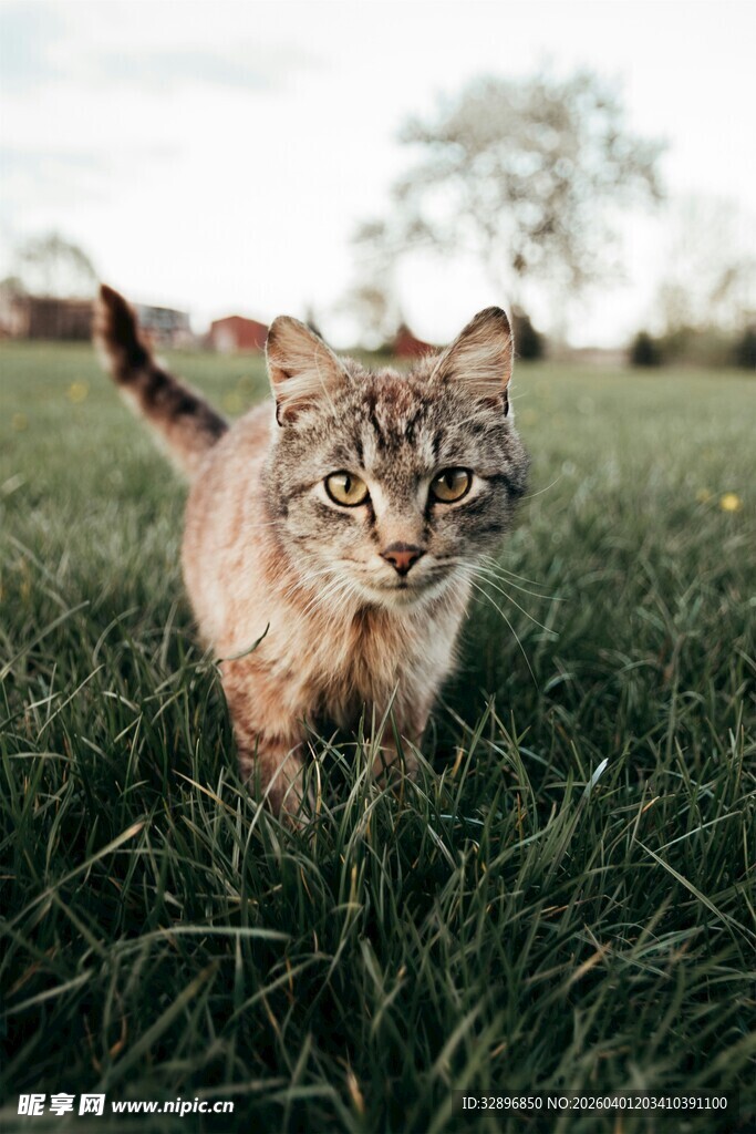 草地上的可爱猫咪