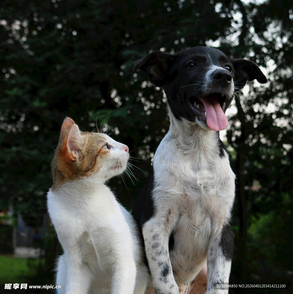猫狗同框的温馨瞬间