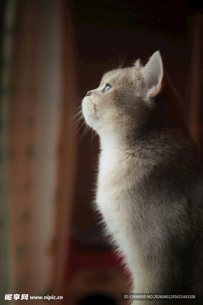 仰头凝望的可爱猫咪