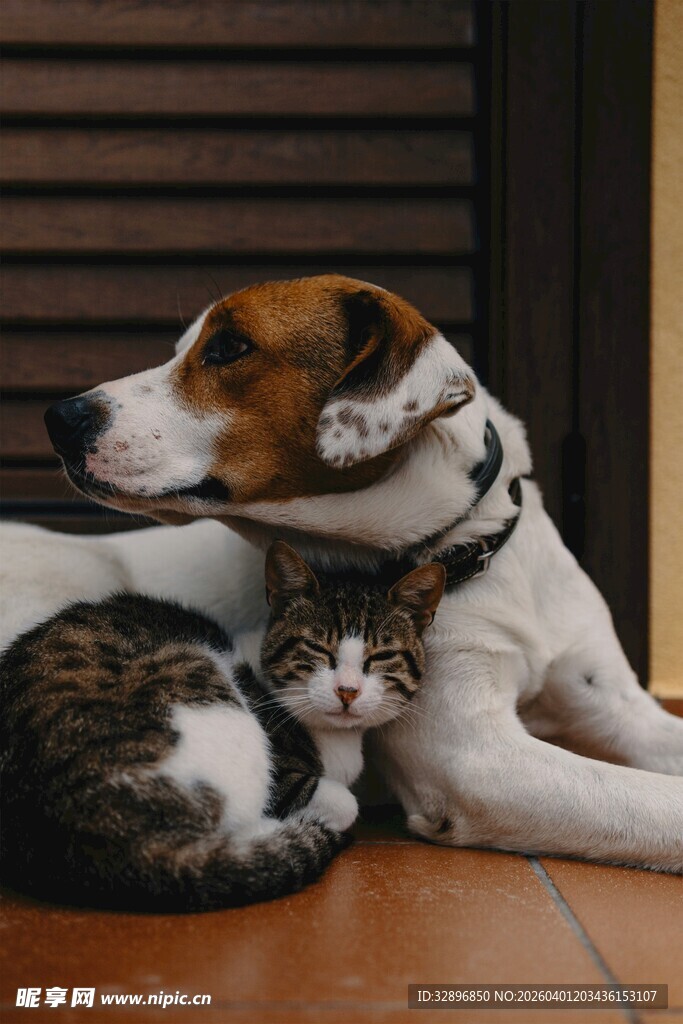 猫狗依偎共眠温馨画面