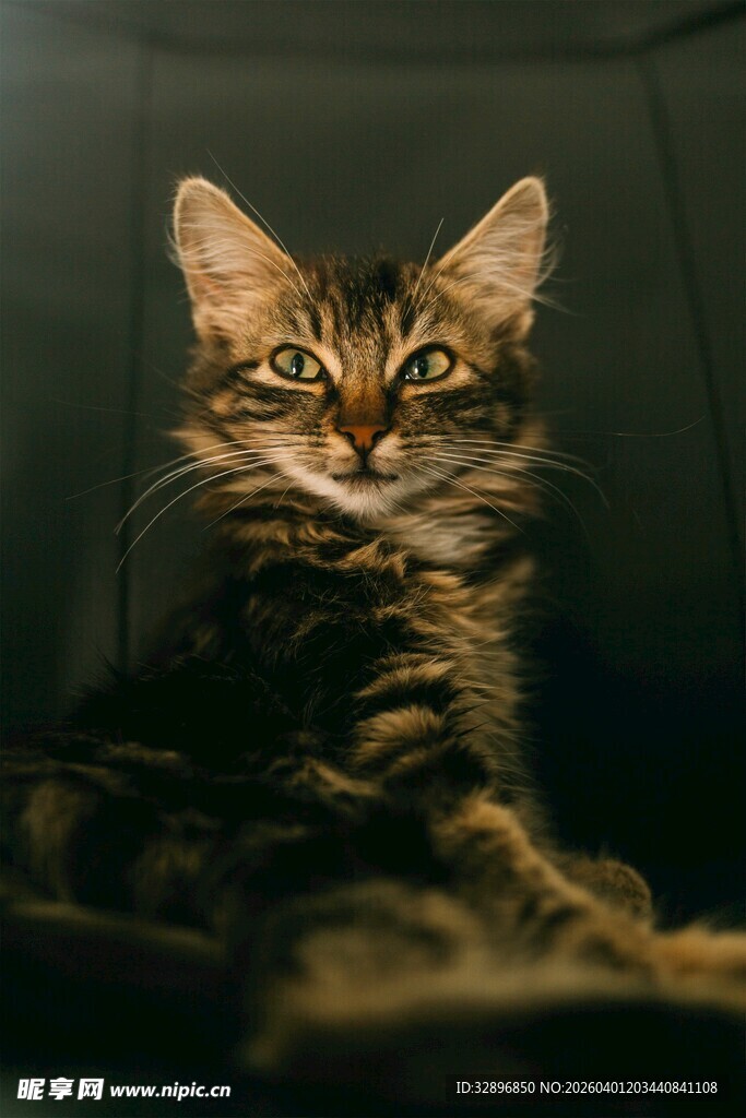 可爱长毛猫特写