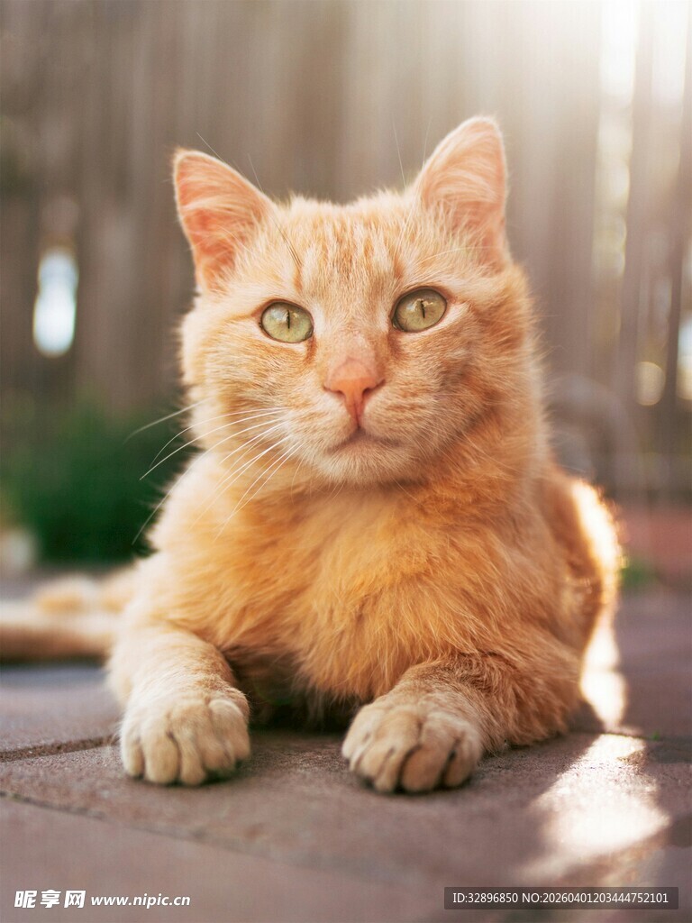 阳光下的橘猫