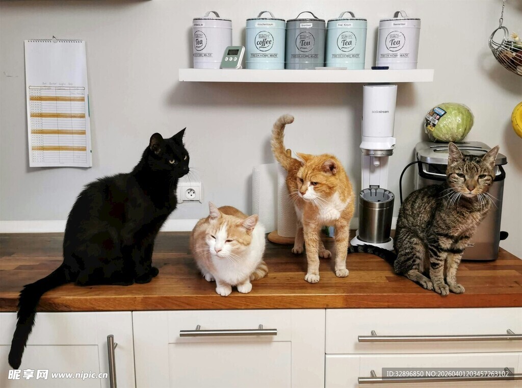 厨房台面上的几只可爱猫咪