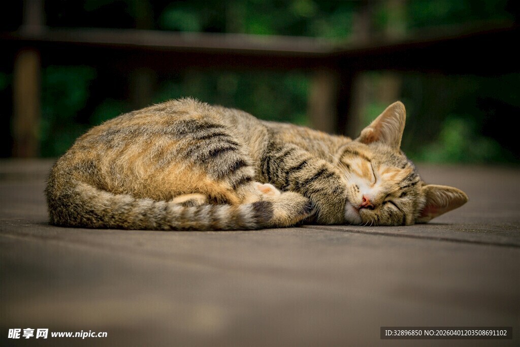 酣睡的斑纹小猫