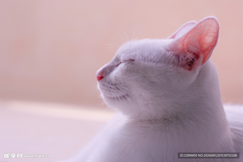 白色猫咪惬意仰头