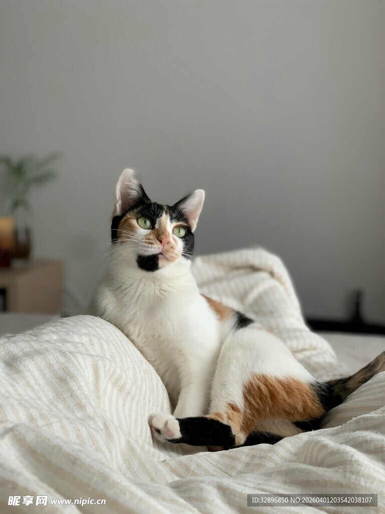 三色猫惬意躺卧在床上
