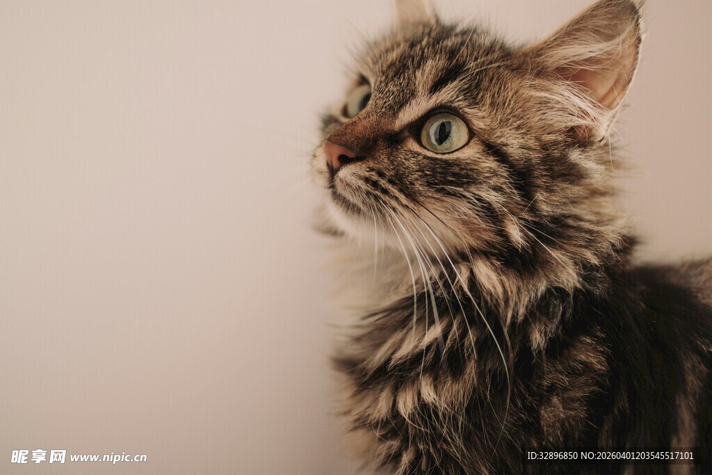 可爱长毛猫抬头望