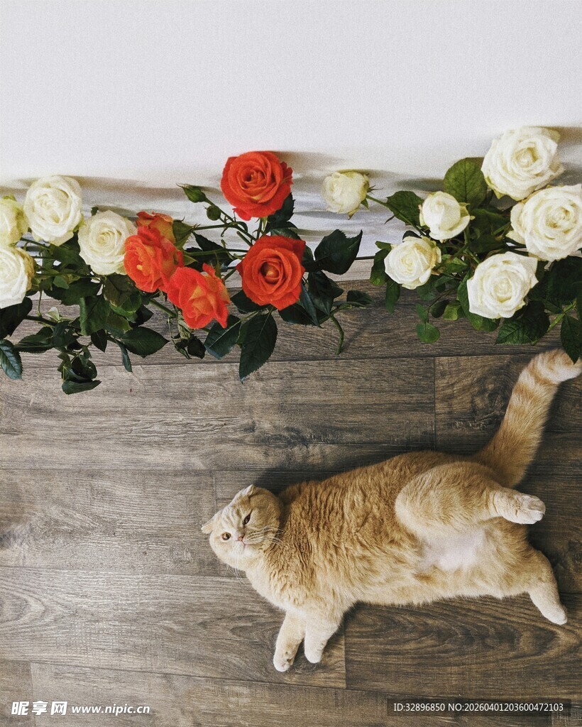 猫咪躺于多彩花束之下