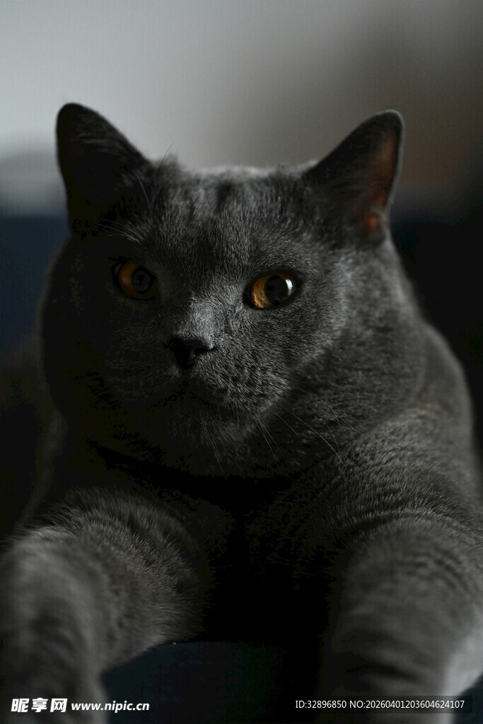 灰蓝猫咪慵懒姿态