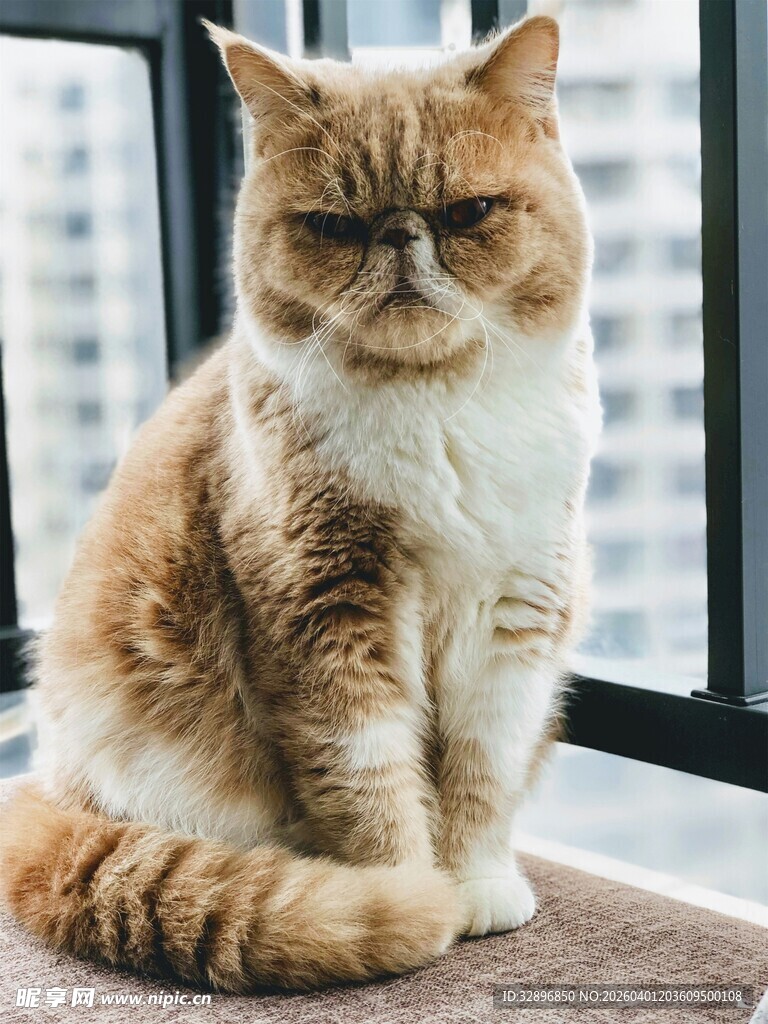 窗边慵懒的加菲猫