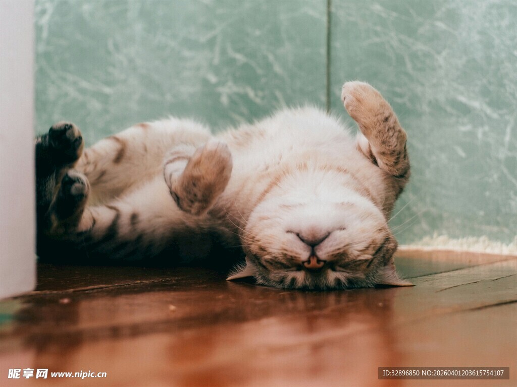 猫咪惬意躺地享受时光
