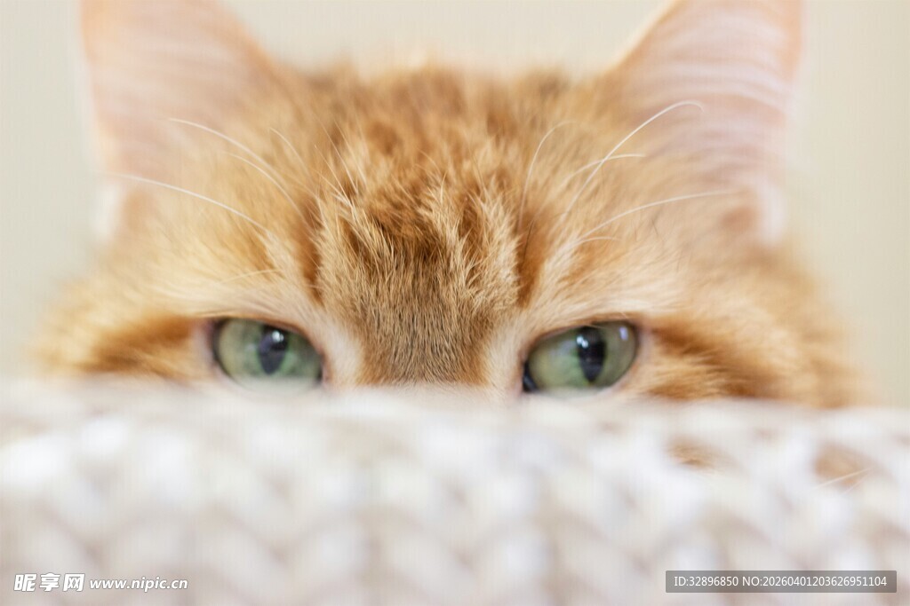 橘猫探头眼神灵动可爱