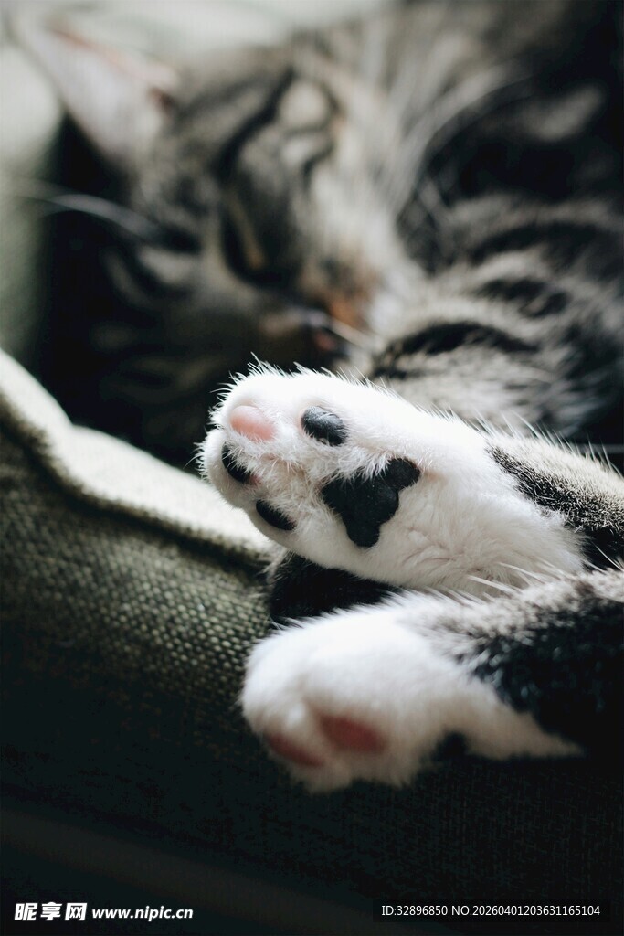 熟睡猫咪的可爱小爪子