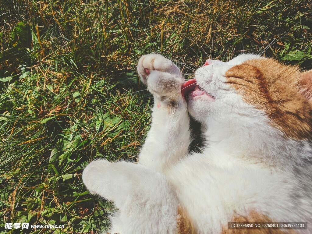 猫咪草地玩耍舔爪子