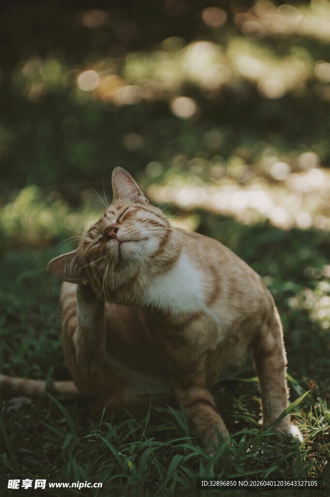 草地上惬意挠痒的猫咪