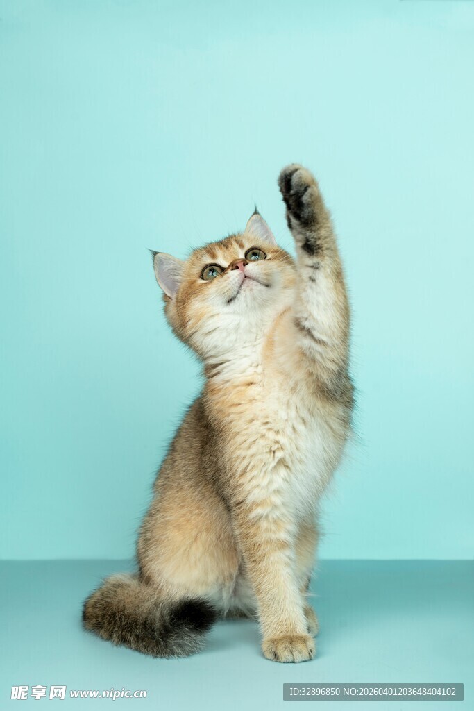 可爱猫咪举手卖萌