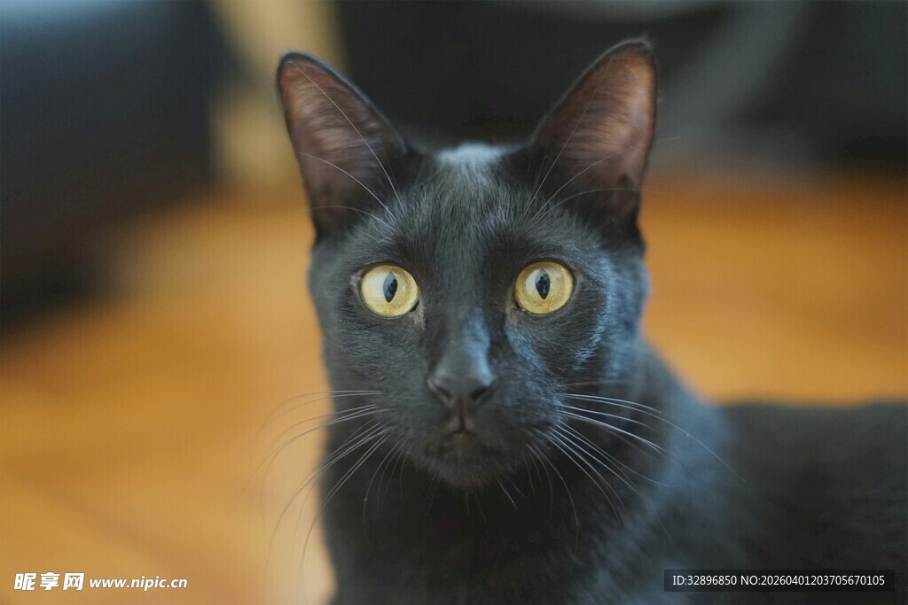 黑猫凝视