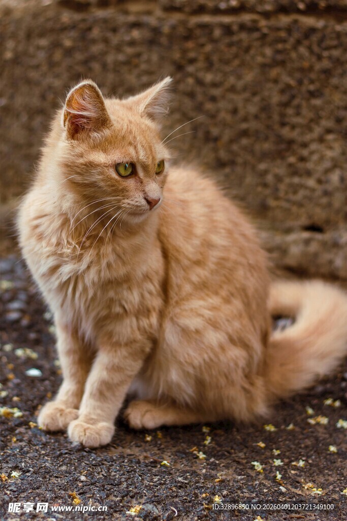 橘色长毛猫安静蹲坐