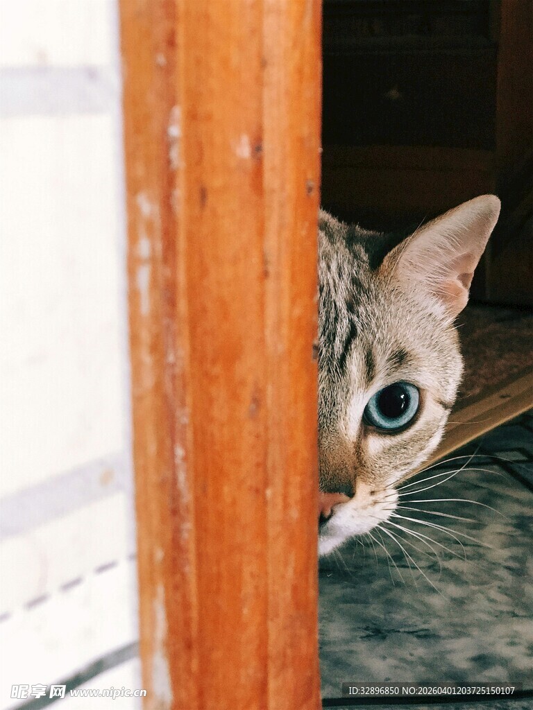 猫咪躲门后好奇张望