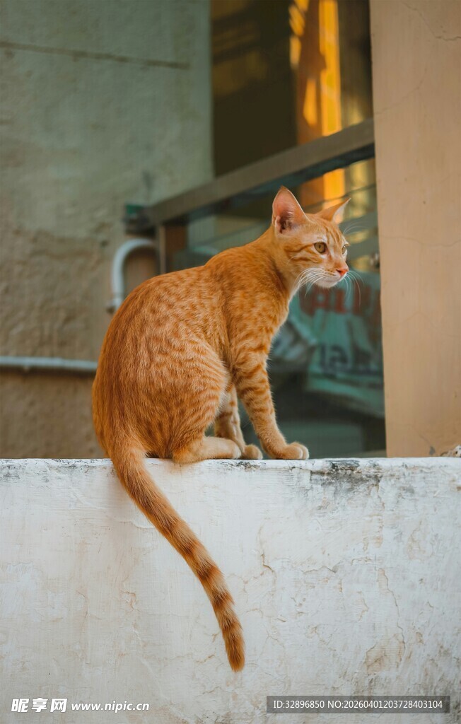 橘猫坐于墙边