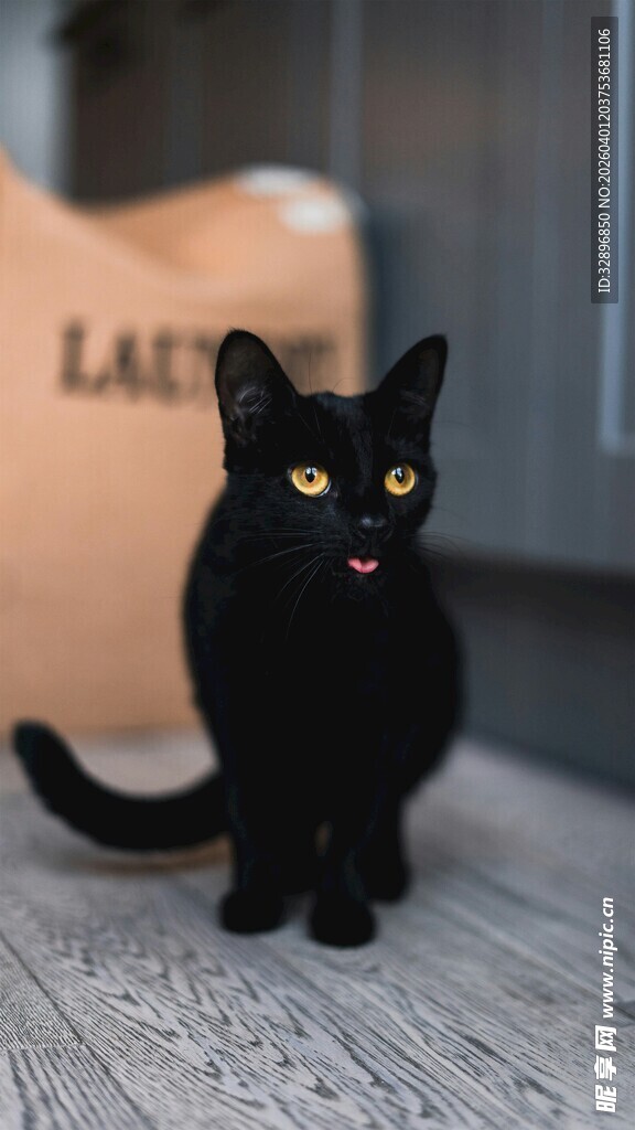 可爱黑猫张嘴坐于地板