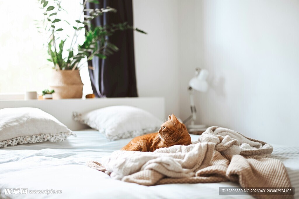 温馨卧室中的慵懒猫咪