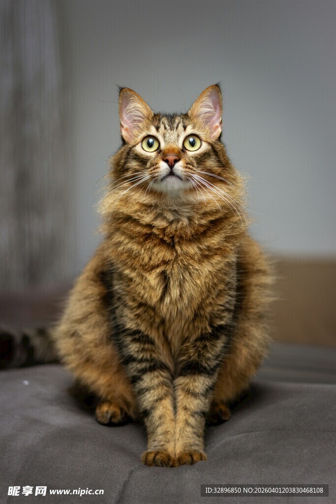 可爱长毛猫端坐