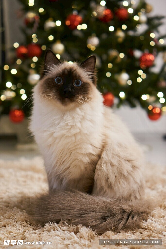 圣诞树下的可爱猫咪
