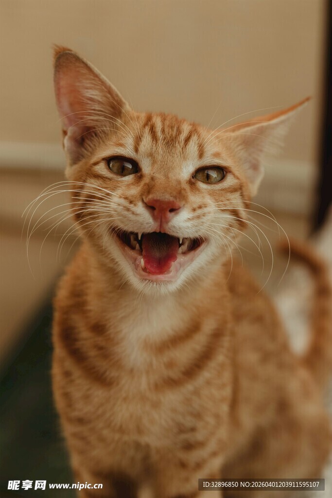咧嘴笑的可爱橘猫
