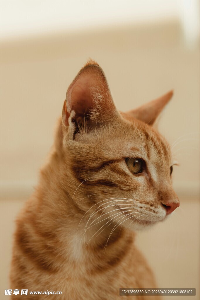 橘猫侧头特写