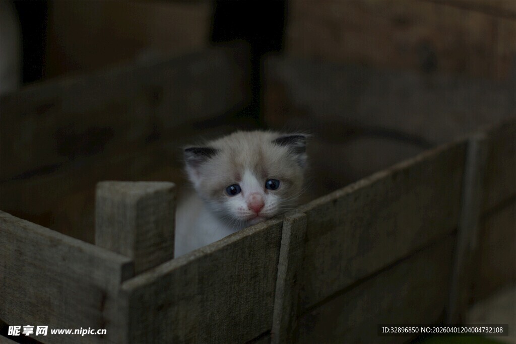 木箱中探出脑袋的小猫咪