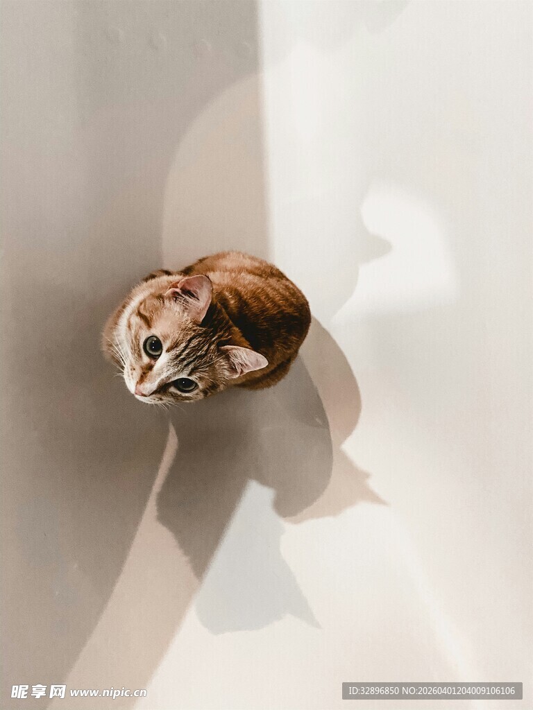 阳光下的猫咪