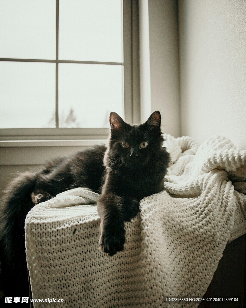黑猫慵懒趴卧在柔软织物上