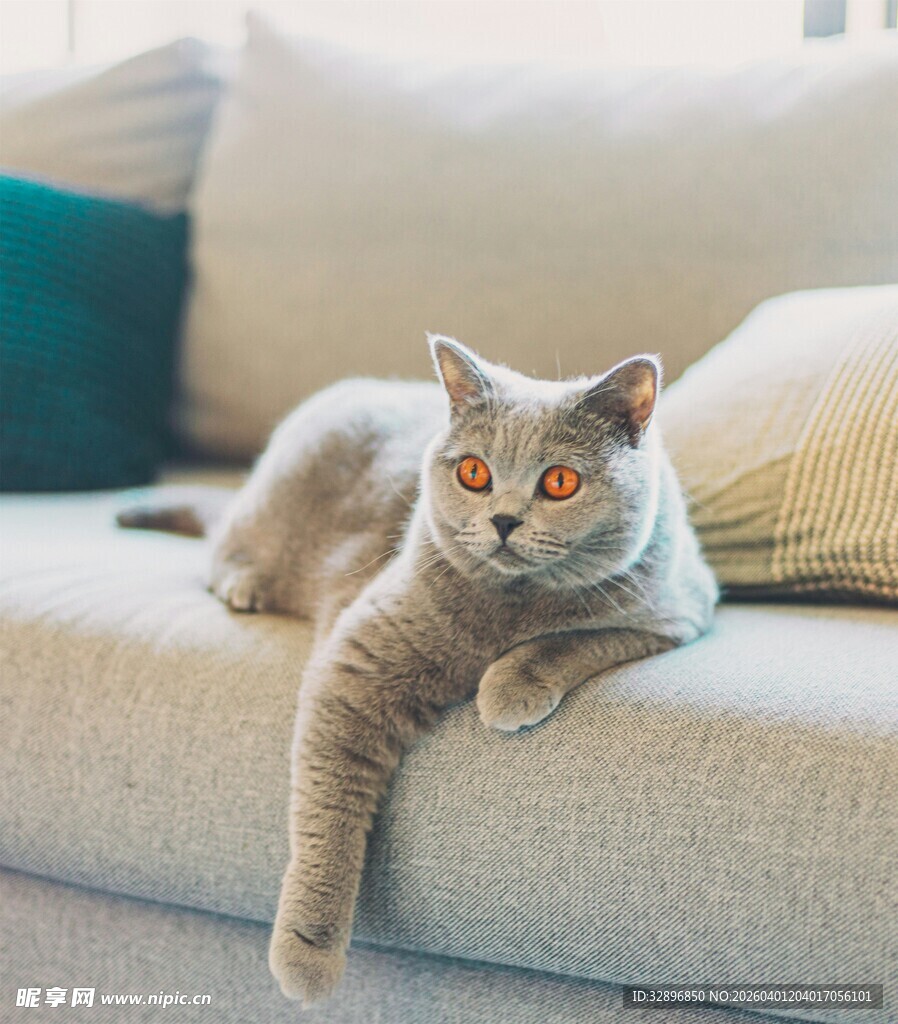 沙发上慵懒的灰猫