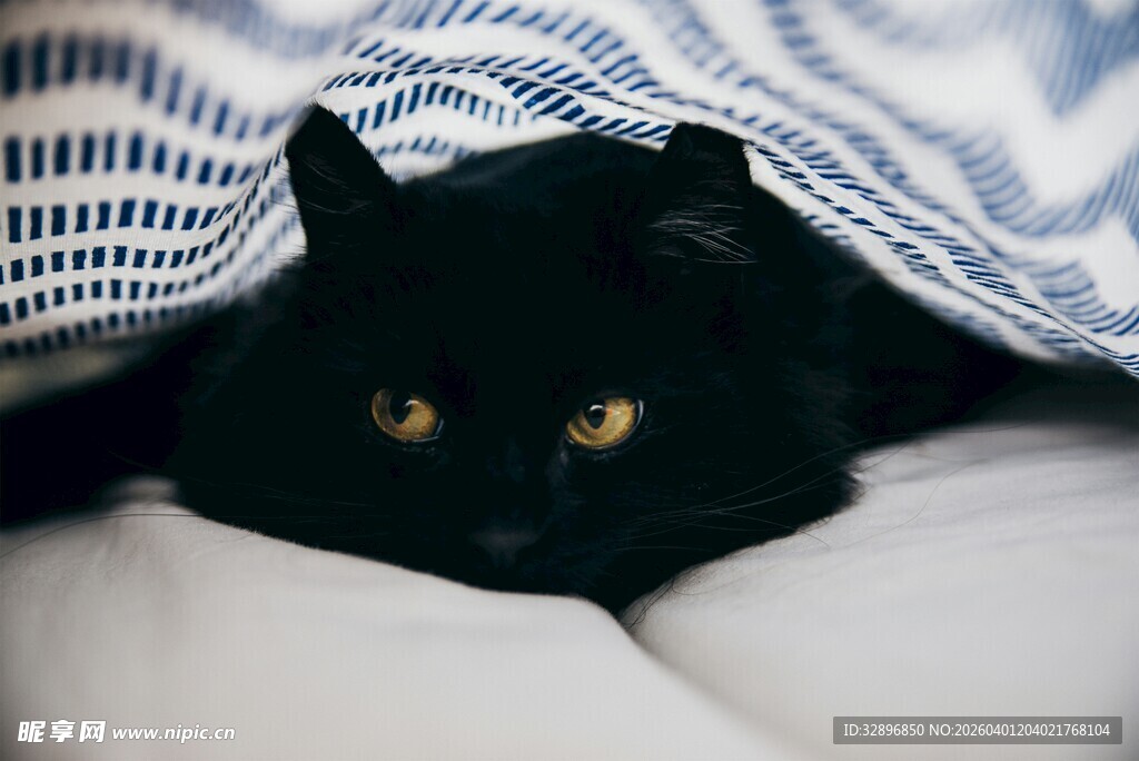 被窝里的黑猫