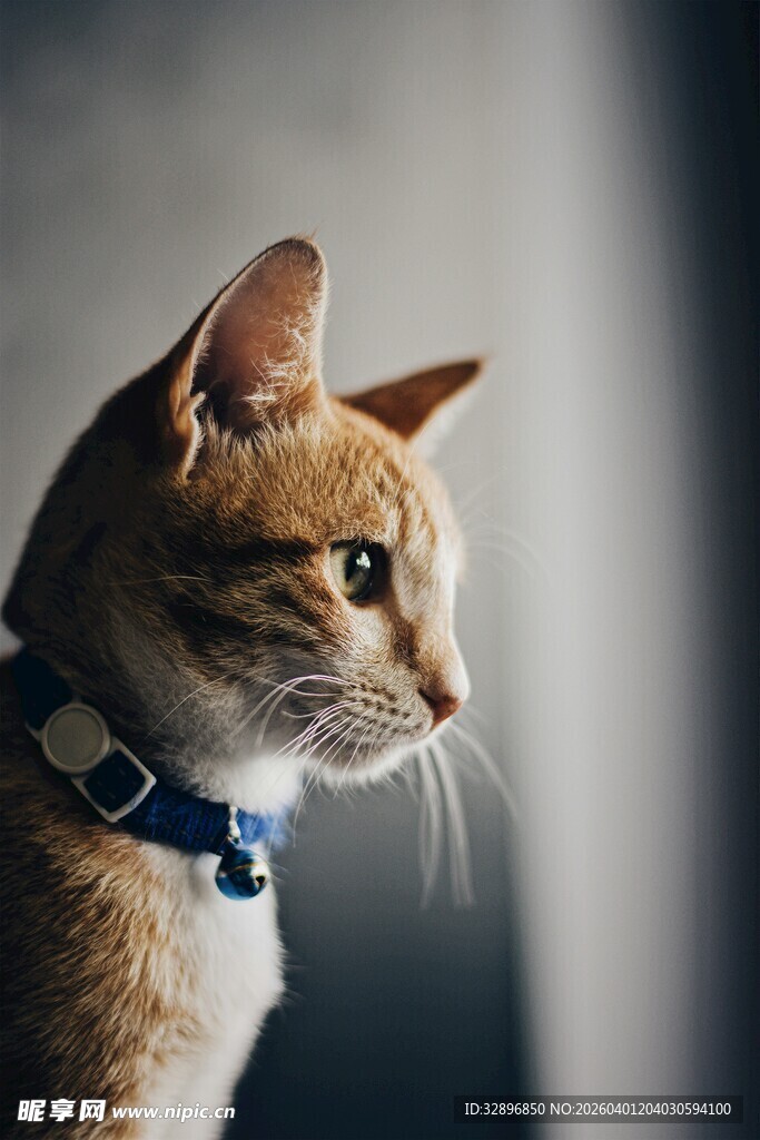 戴项圈的猫咪侧颜