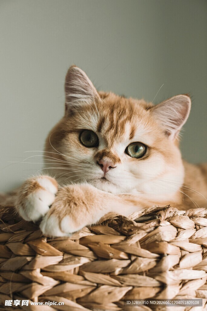 橘猫慵懒趴于编织物上