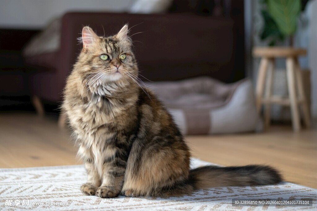 长毛猫端坐室内