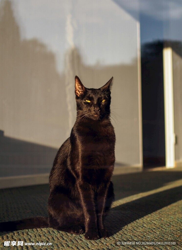 阳光下的黑猫