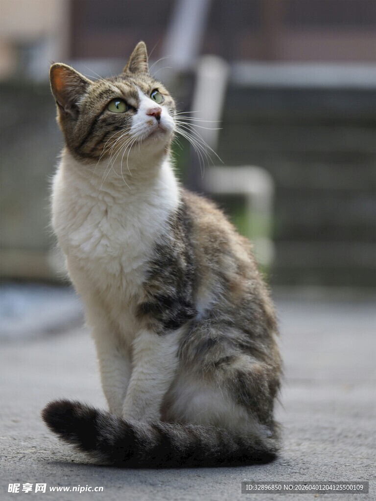 坐地仰望的可爱猫咪