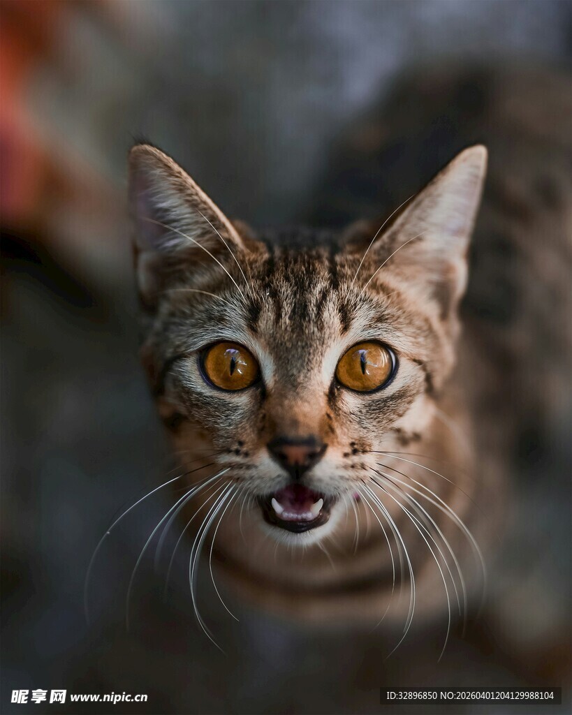 瞪大眼睛的可爱猫咪