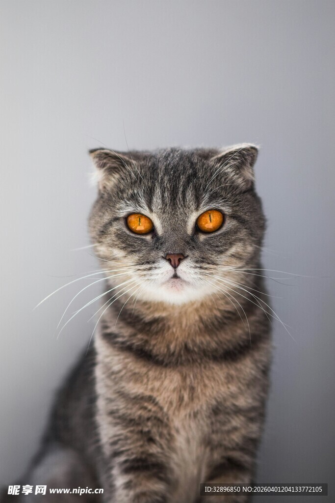 灰纹猫咪特写