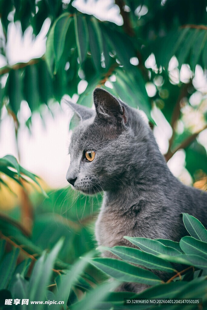 灰猫置身绿植间