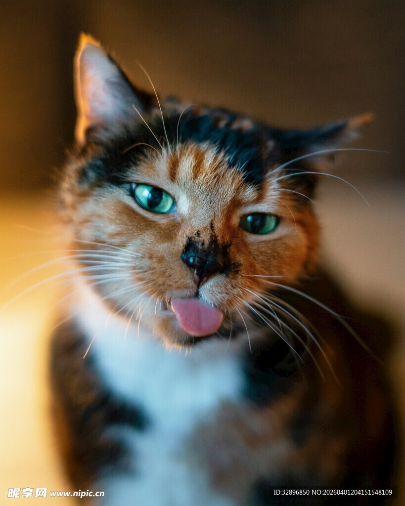 吐舌俏皮猫
