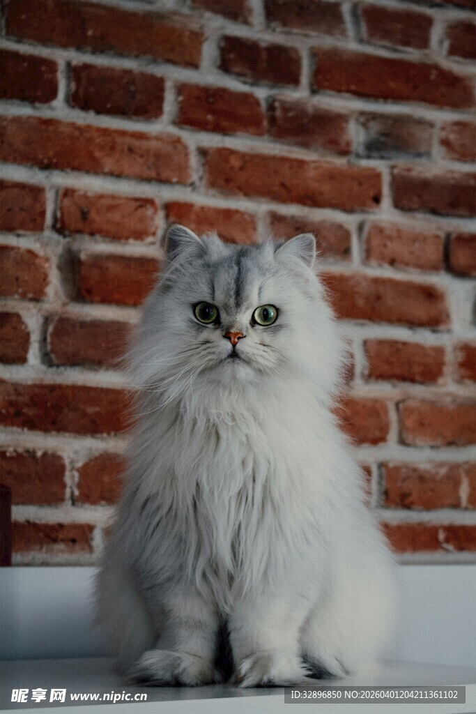 可爱长毛猫坐于砖墙前