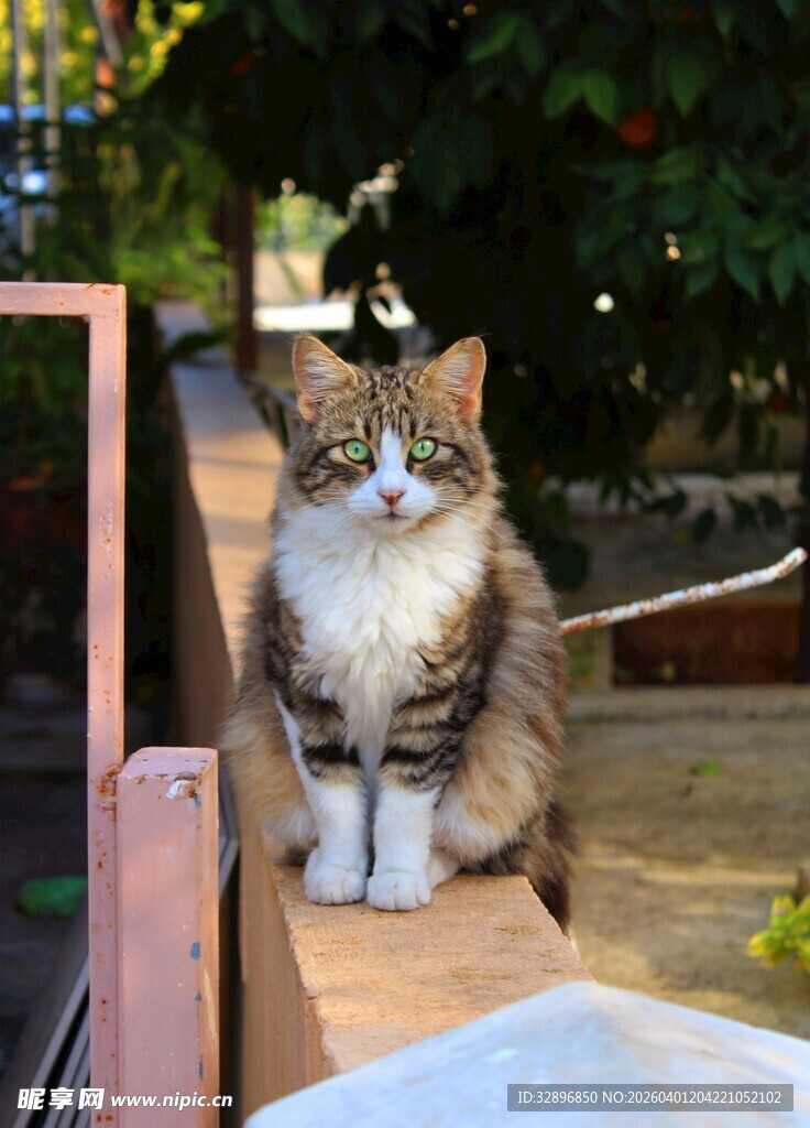 户外木台上的可爱猫咪