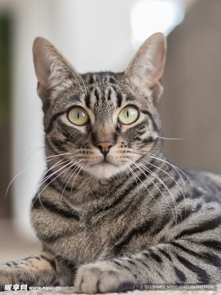 斑纹猫咪惬意趴卧