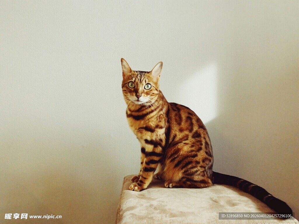 斑纹猫咪端坐于石台